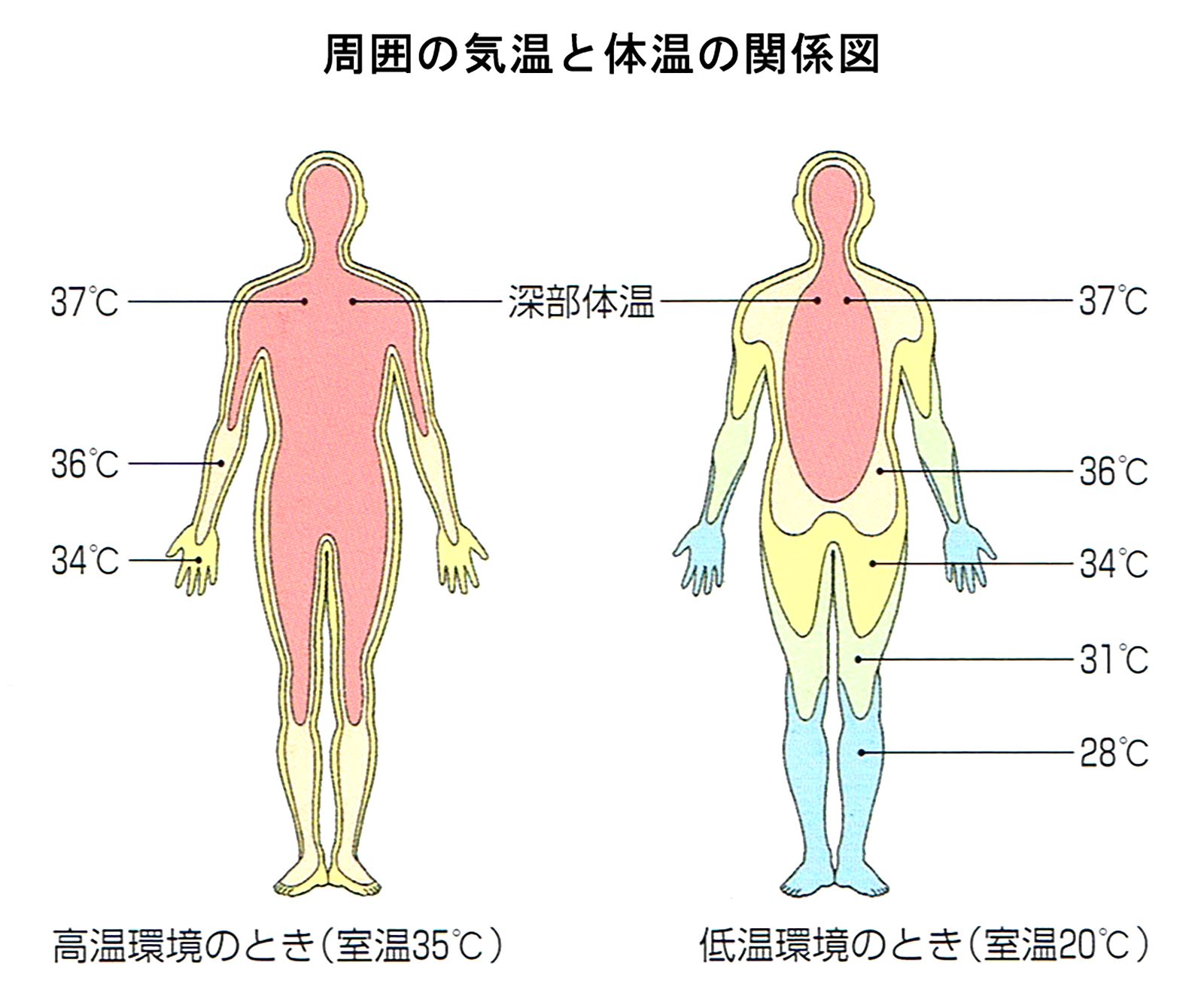 健康と太極拳 太極拳の練習要領 意 気 力 上 林 伯原 公益社団法人日本武術太極拳連盟